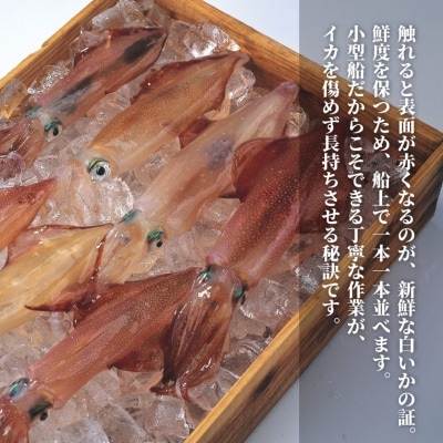 【便利な個包装】高級朝どれ白いか丸ごと3本セット【ぜひお刺身で!】