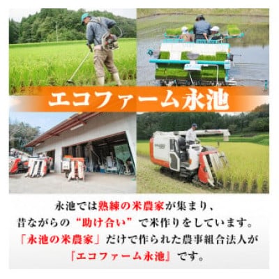 令和6年産 特別栽培米 永池ひのひかり(計10kg・5kg×2袋)