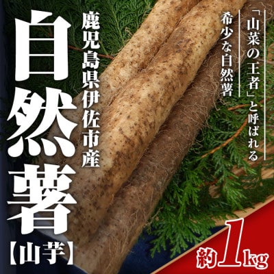 鹿児島伊佐 自然薯(約1kg)