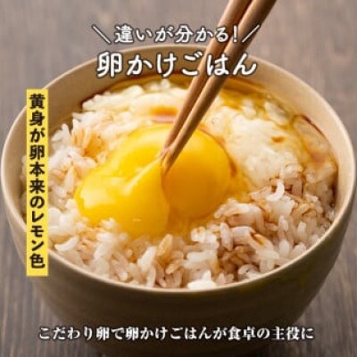 【毎月定期便】いちき農園のこだわり卵40個(計480個)全12回
