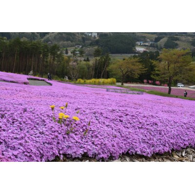 ジュピアランドひらたの入園券 2枚(令和7年度 芝桜まつり/あじさい・ゆりまつり開催時限定)