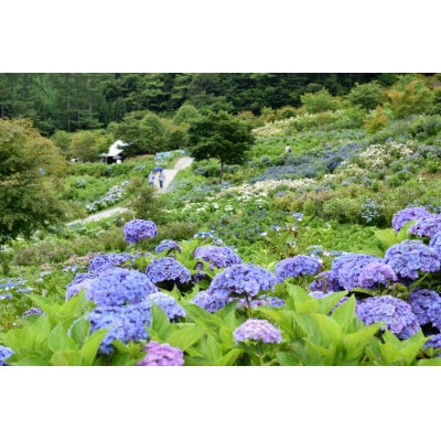 ジュピアランドひらたの入園券 2枚(令和7年度 芝桜まつり/あじさい・ゆりまつり開催時限定)