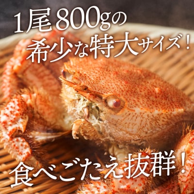 ☆北海道産 毛ガニ 約800g×2尾 セット かに 蟹 毛蟹 冷凍 北海道産 浜頓別町