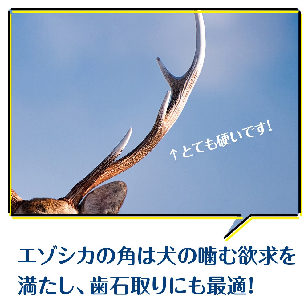 犬 おもちゃ おやつ 無添加 国産 エゾ鹿 鹿角 (200g～300g) 犬用