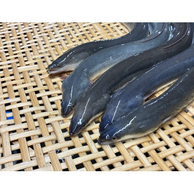 榛名山麓上州うなぎの蒲焼　160g以上×2尾入