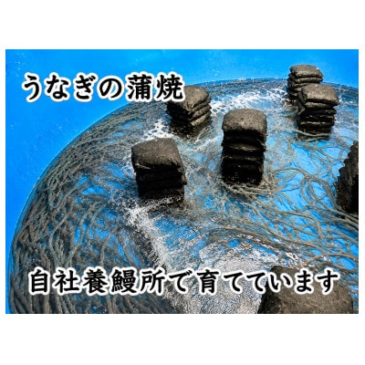 榛名山麓上州うなぎの蒲焼　160g以上×2尾入