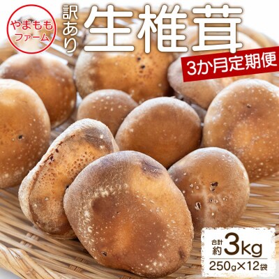 しいたけ 椎茸 3か月定期便 訳あり 生椎茸 3kg(250g×12袋) Wyo-0016