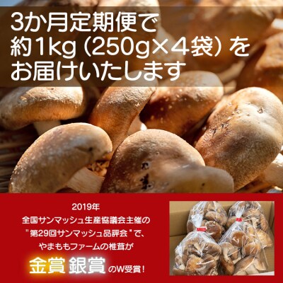 しいたけ 椎茸 3か月定期便 訳あり 生椎茸 3kg(250g×12袋) Wyo-0016