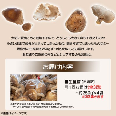 しいたけ 椎茸 3か月定期便 訳あり 生椎茸 3kg(250g×12袋) Wyo-0016