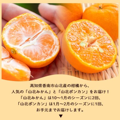 【3回定期便柑】柑橘 山北の味覚 山北みかん・山北ポンカン 合計15kg Wyk-0032