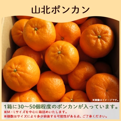 【3回定期便柑】柑橘 山北の味覚 山北みかん・山北ポンカン 合計15kg Wyk-0032