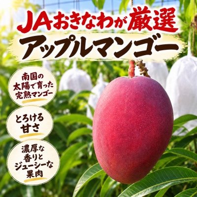 【2027年7月上旬から順次発送・贈答用】アップルマンゴー1.0kg(2～3玉)