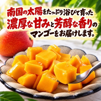 【2027年7月上旬から順次発送・贈答用】アップルマンゴー1.0kg(2～3玉)