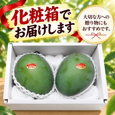 【2027年8月から順次発送・贈答用】大玉キーツマンゴー2kg(2～3玉)