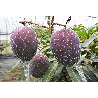 【良品】奄美完熟マンゴー約1kg