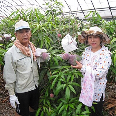 【良品】奄美完熟マンゴー約1kg