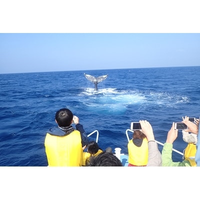 【奄美大島】ホエールウォッチング 半日コース(3時間)　※1月中旬～3月限定