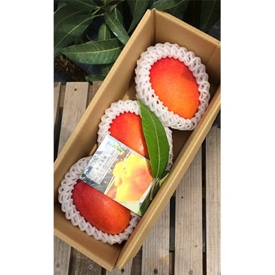 【農家直送】飯田菜園　奄美完熟マンゴー1kg(ご家庭用/無地箱入り)