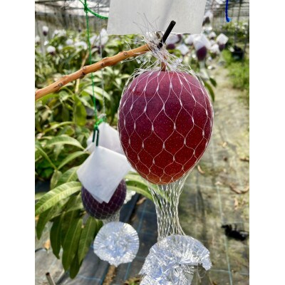 【農家直送】飯田菜園　奄美完熟マンゴー1kg(ご家庭用/無地箱入り)
