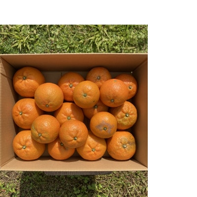 あまみのミカンたんかん 3kg入り