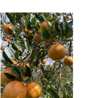 あまみのミカンたんかん 5kg入り