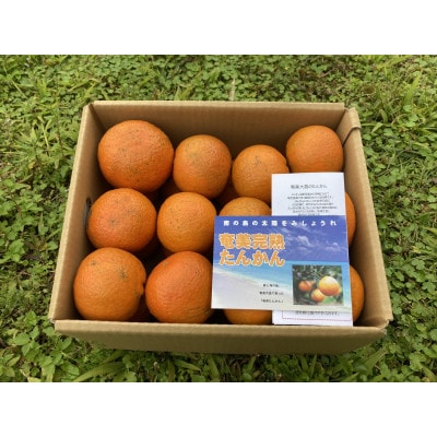 あまみのミカンたんかん 5kg入り