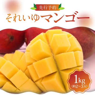 【2024年7月上旬～8月中旬発送】【奄美大島産】 それいゆマンゴー1kg