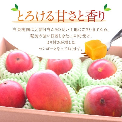 【2024年7月上旬～8月中旬発送】【奄美大島産】 それいゆマンゴー1kg