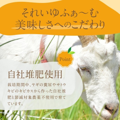 【2024年7月上旬～8月中旬発送】【奄美大島産】 それいゆマンゴー1kg