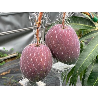 【奄美大島産】完熟フルーツジャム&天然ハチミツセット