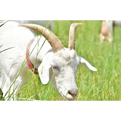 ヤギミルクアイス 6個セット