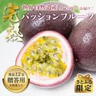 【さとふる限定】奄美大島産パッションフルーツ 約1.0kg (12玉)  【秀品】