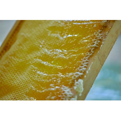 庭のはちみつ(春) 120g×1瓶