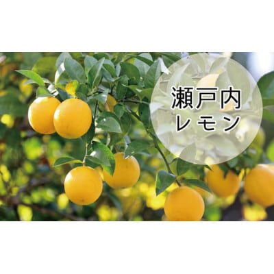 果実感とサッパリした甘さのドリズルレモンケーキ4号