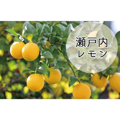 果実感とサッパリした甘さのドリズルレモンケーキ4号