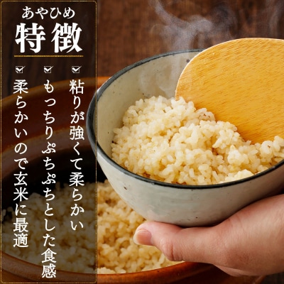 楽チン♪あやひめ玄米ごはん150g×20個