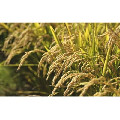 令和7年産【精白米】5つ星お米マイスターの契約栽培米 食べ比べ6kgセット