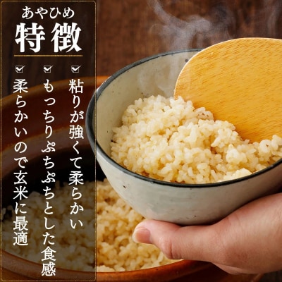 令和7年北海道岩見沢市産 あやひめ玄米5kg≪沖縄・離島配送不可≫