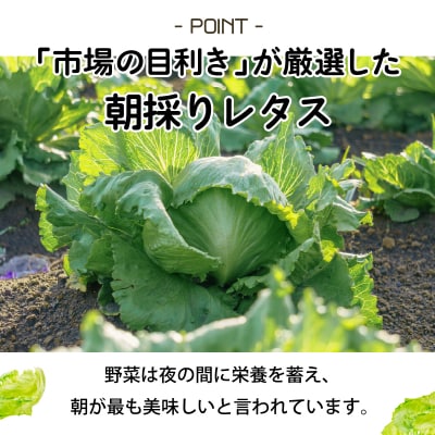 市場の目利き レタス4玉【a142-008】