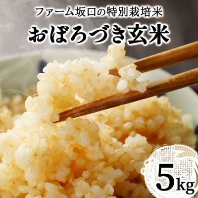 令和 7年産!ファーム坂口の特別栽培米 おぼろづき玄米5kg