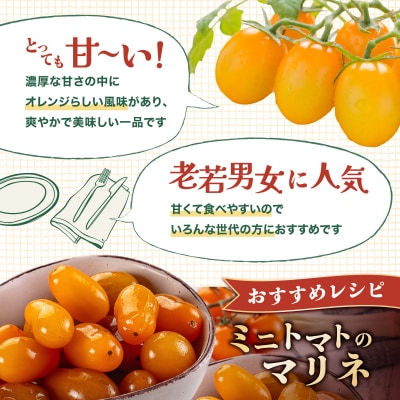 【先行販売】【ファーム雫】甘さにこだわった濃厚オレンジミニトマト 2kg【a127-004】