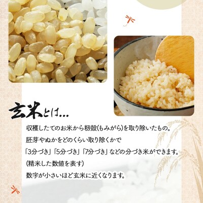 《令和7年産!》『100%自家生産玄米』善生さんの自慢の米 玄米ゆめぴりか10kg※一括発送