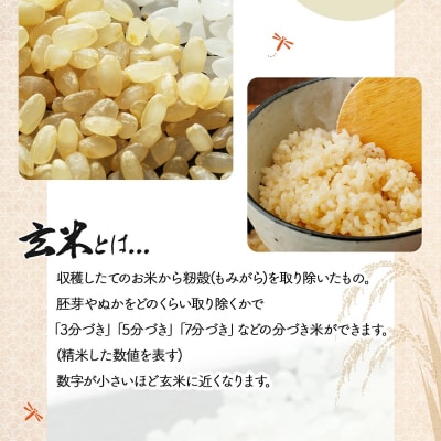 <令和8年産>善生さんの自慢の米 玄米ゆめぴりか 10kg【a104-118】