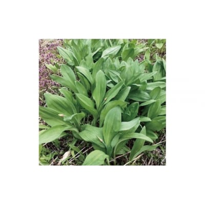 北海道岩見沢市産 令和8年度産 行者にんにく葉(冷凍) 1kg