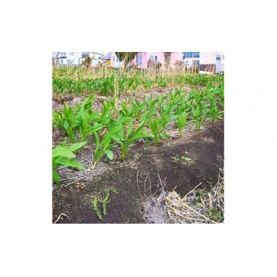 北海道岩見沢市産 令和8年度産 行者にんにく葉(冷凍) 1kg