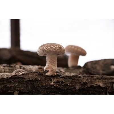 原木しいたけ栽培ほだ木(1本) Y-0801