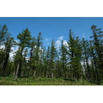 新得町有林の植林オーナー　苗木200本分 AB-2003