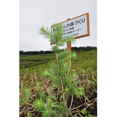 新得町有林の植林オーナー　苗木200本分 AB-2003