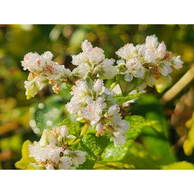 原氣蕎麦 十割セット O-5501