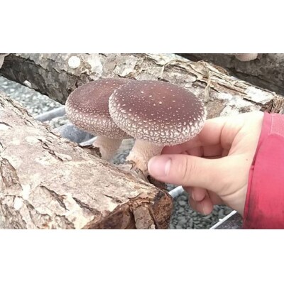 AL-3401 原木シイタケの菌打ち体験&自分で菌打ちしたホダ木